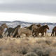 Image for article titled Why Congress Can Sell Off Our National Forests, But Not National Parks